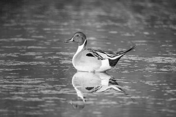 B & W Pintail