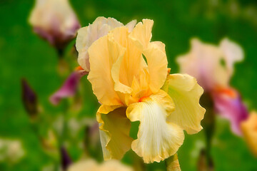 Obraz premium - iris - a beautiful garden flower in summer