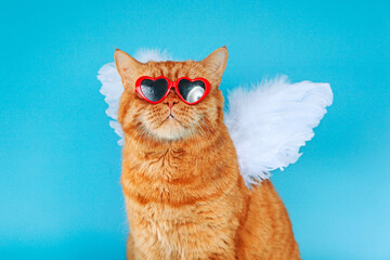 Close-up portrait of ginger british cat with in sunglasses and angel wings on blue background....
