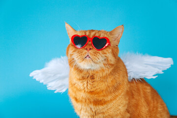 Portrait of red british cat with a funny facial expression wearing blue angel wings on his back looking up.