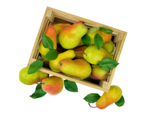 Delicious pears in a box. isolated on transparent, png. Healthy eating.