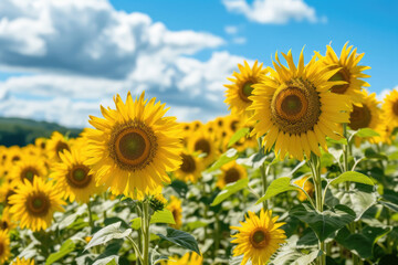 Fototapeta premium field of sunflowers, with a blue sky and white clouds