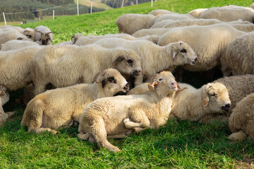 Fototapeta premium Sheeps in a meadow on green grass. Flock of sheep grazing in a hill. European mountains traditional shepherding in high-altitude fields. Farming outdoor.