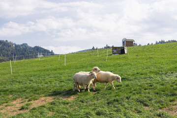 Sheeps in a meadow on green grass. Flock of sheep grazing in a hill. European mountains traditional shepherding in high-altitude fields. Farming outdoor.