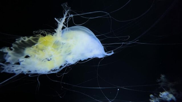 Lion's mene Jelly 4K UHD
