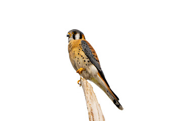 American Kestrel (Falco sparverius) High Resolution Photo, Perched on a Transparent PNG Background