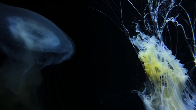 Lion's mene Jelly 4K UHD