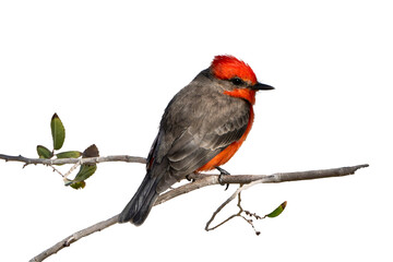 Vermilion Flycatcher (Pyrocephalus rubinus) High Resolution Photo, perched, on a Transparent PNG...