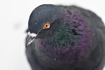 pigeon head closeup