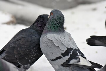 pigeons in the snow