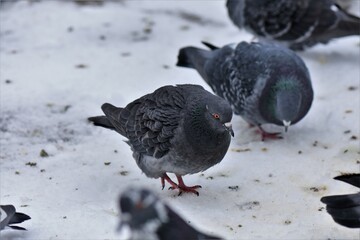pigeons in the snow