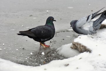 pigeons on the snow
