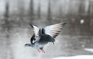 Obraz premium Pigeon in flight on snow in the city park in winter