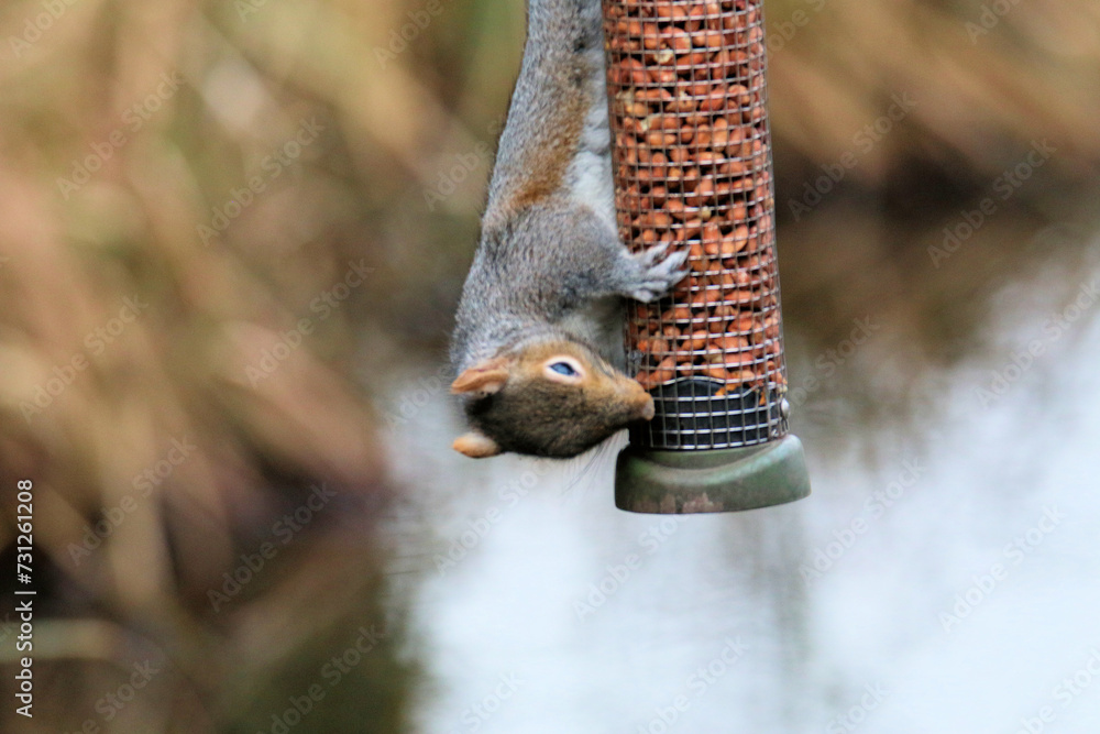 Wall mural A close up of a Grey Squirrel