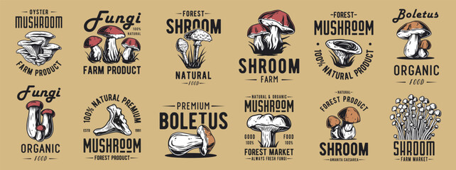 Obraz premium Forest mushroom boletus set of porcini, king bolete. Vegetarian fungus boletus for food. Nature fungi for healthy nutrition, mushroom picking