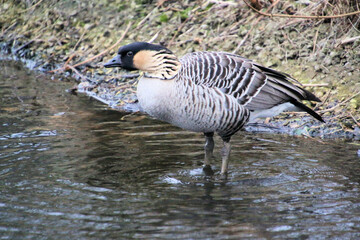 A close up of a Hawaiian Goose