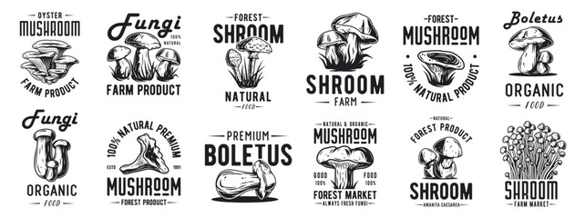 Fototapeta premium Forest mushroom boletus set of porcini, king bolete. Vegetarian fungus boletus for food. Nature fungi for healthy nutrition, mushroom picking