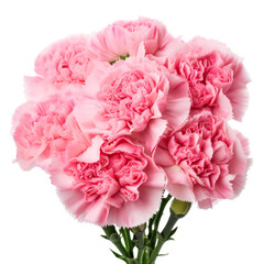 flower  Watermelon Pink .tone. Carnation (Red): Deep love and admiration