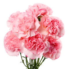 flower  Pink .tone. Carnation : Deep love and admiration