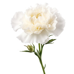 flower  blossom . White flower tone. Carnation (White): Pure love and luck flower 