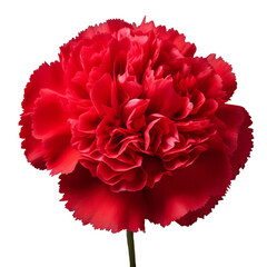 Burgundy Red .tone. Carnation (Red): Deep love and admiration