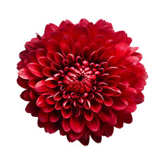 - Burgundy Red .tone. Chrysanthemum (Red): Love and deep passion