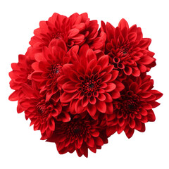  Candy Apple Red .tone. Chrysanthemum (Red): Love and deep passion