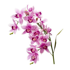 Naklejka na ściany i meble flower Cotton Candy Pink flower tone. Dendrobium Orchid: Refinement