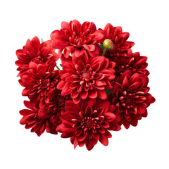 Cranberry Red flower tone. Chrysanthemum (Red): Love and deep passion