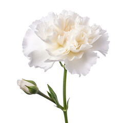 - cute.White tone. Carnation (White): Pure love and luck