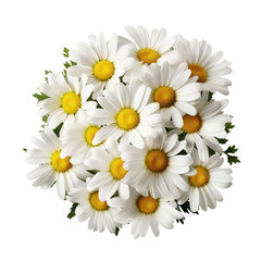 Obraz premium - flora .White tone. Daisy: Innocence and purity