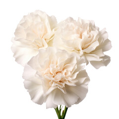  floral.White tone. Carnation (White): Pure love and luck