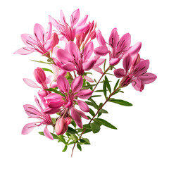  Hot Pink.tone. Carnation (Red): Deep love and admiration Cleome: Silliness