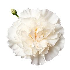  leaf.White tone. Carnation (White): Pure love and luck