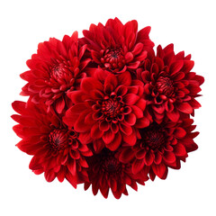 Mahogany Red .tone. Chrysanthemum (Red): Love and deep passion