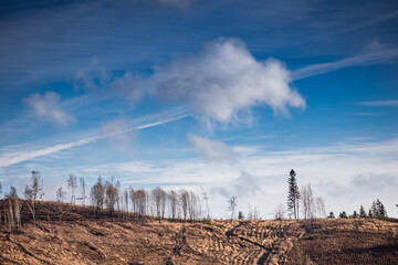 Felled forest on hill with winter sky on background