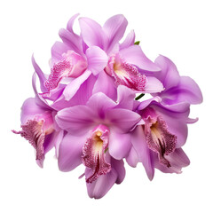  Orchid (Purple): Admiration and respect