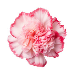  Peach Pink.tone. Carnation (Red): Deep love and admiration