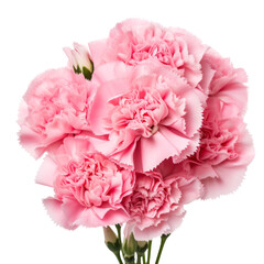 - Peony Pink.tone. Carnation (Red): Deep love and admiration