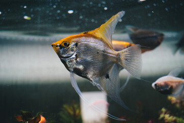 Peces nadando