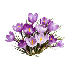 Obraz premium pretty.purple tone. Crocus: Cheerfulness