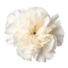 - spring.White tone. Carnation (White): Pure love and luck