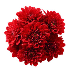 Vermilion Red.tone. Chrysanthemum (Red): Love and deep passion