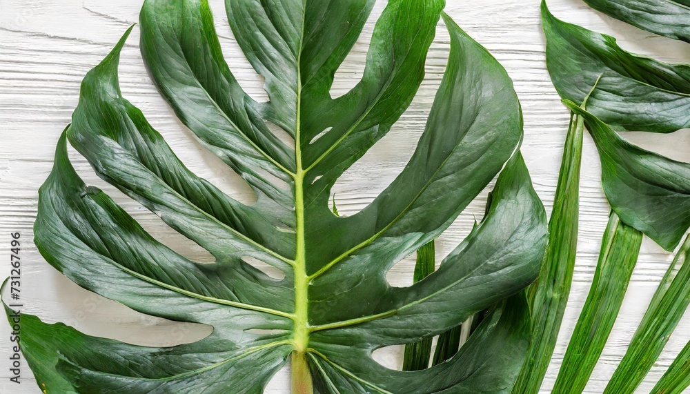 Wall mural banner of green tropical palm leaves monstera on white background flat lay top view