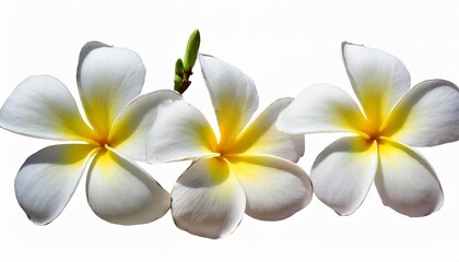 Fototapeta na wymiar set of white frangipani plumeria flower isolated png