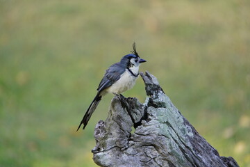 The white-throated magpie-jay (Calocitta formosa) is a large Central American species of magpie-jay. Costa Rica.