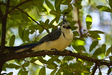 The white-throated magpie-jay (Calocitta formosa) is a large Central American species of magpie-jay. Costa Rica.