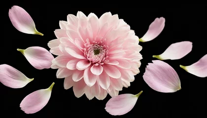  isolated of falling pastel pink flowers and flying petals on transparent background © Ashley