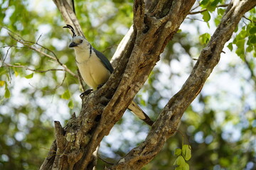 The white-throated magpie-jay (Calocitta formosa) is a large Central American species of magpie-jay. Costa Rica.