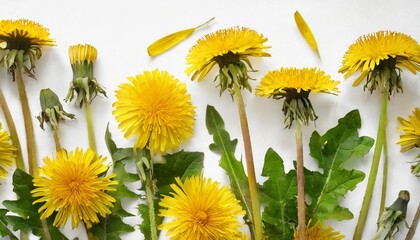 many yellow dandelions and dandelions leaves at various angles on white background